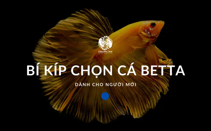 Cách Chọn Cá Betta