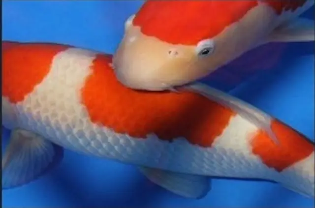 Cách Chọn Cá Koi Kohaku