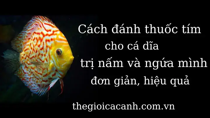Cách Đánh Màu Cho Cá Dĩa