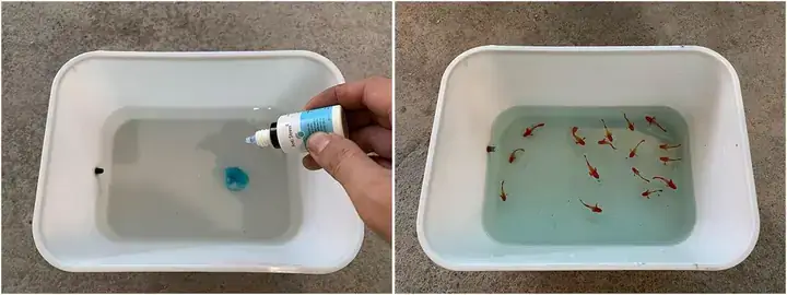 Cách Dưỡng Cá Đĩa Mới Mua Về