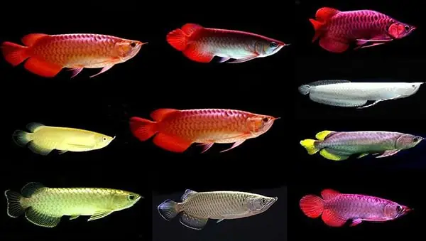 Cách Giảm Ph Cho Hồ Cá Rồng
