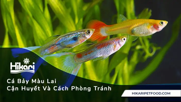 Cách Lai Cá Bảy Màu