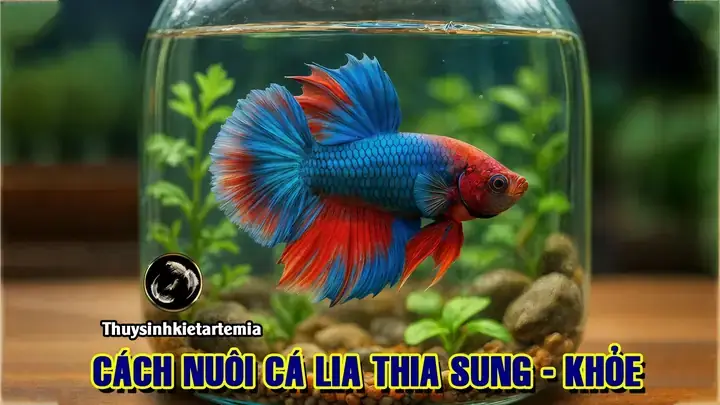 Cách Lai Cá Lia Thia