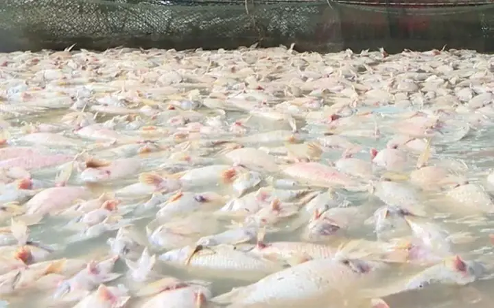 Cách Làm Cá Chết Hàng Loạt