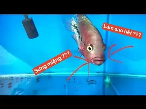Cách Làm Cá La Hán Sung