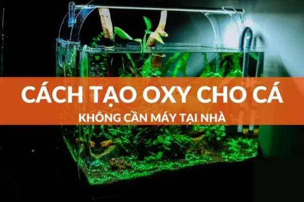Cách Làm Máy Oxy Cho Hồ Cá