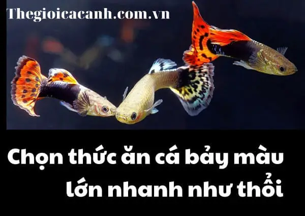 Cách Làm Thức Ăn Cho Cá 7 Màu