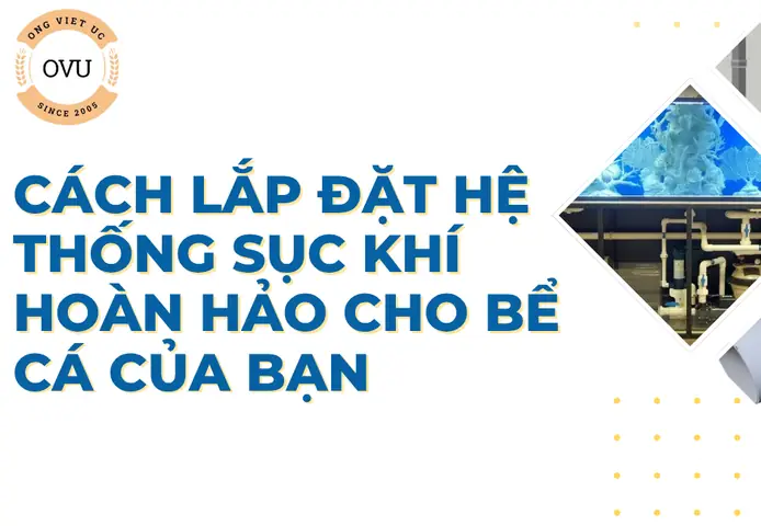 Cách Lắp Sục Bể Cá