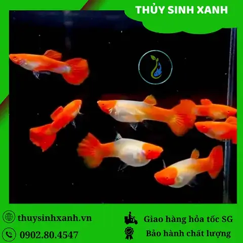 Cách Nuôi Cá Bảy Màu Koi Đỏ