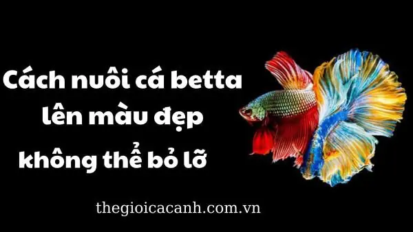 Cách Nuôi Cá Betta Lên Màu Đẹp
