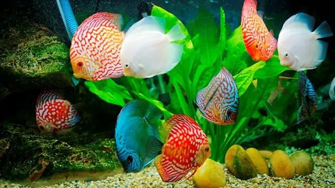 Cách Nuôi Cá Cảnh Sống Lâu