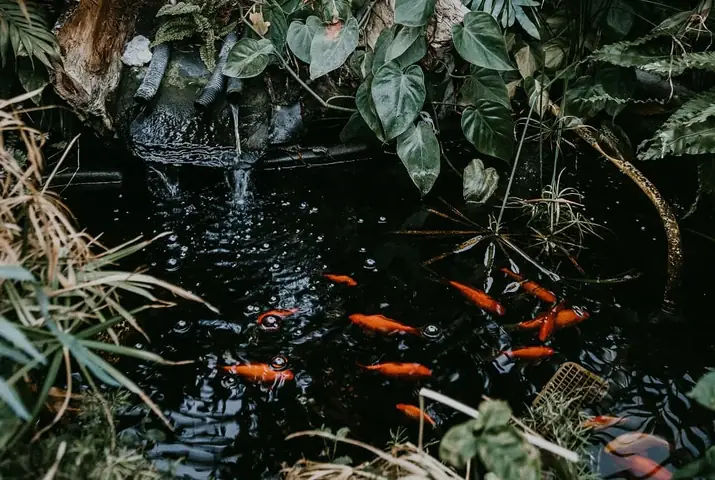 Cách Nuôi Cá Koi Mau Lớn