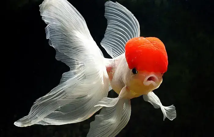 Cách Nuôi Cá Mắt Lồi