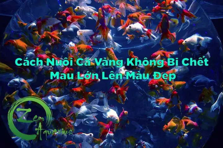 Cách Nuôi Cá Mau Lớn