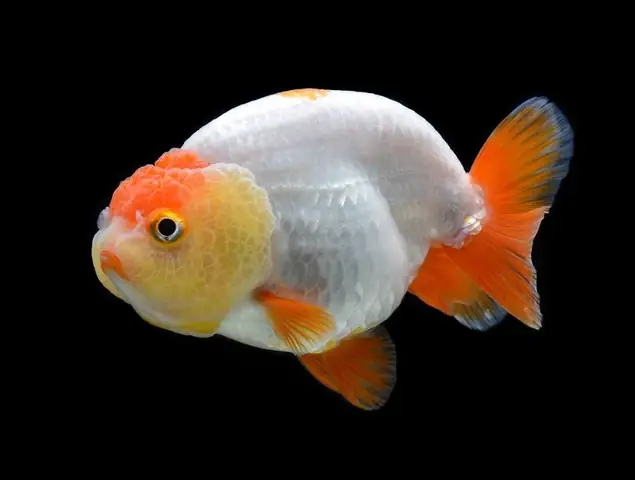 Cách Nuôi Cá Ranchu Nhanh Lớn