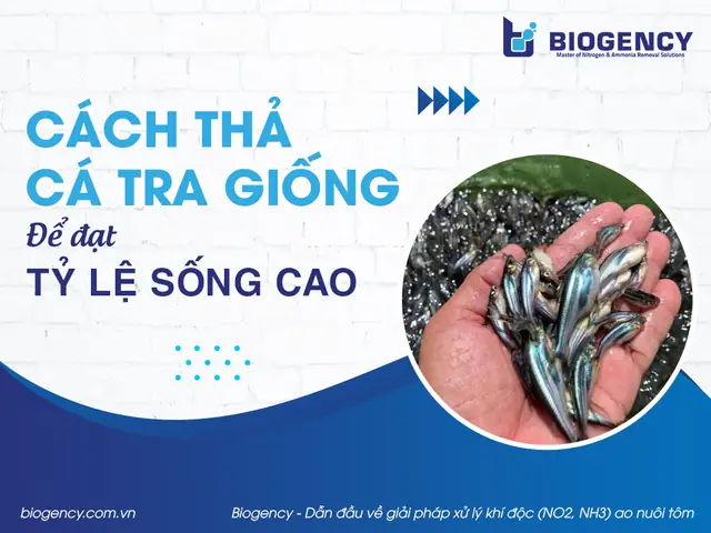 Cách Thả Cá Giống
