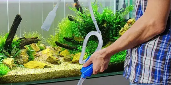 Cách Thay Nước Bể Cá La Hán