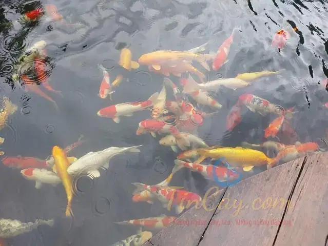 Cách Xổ Giun Cho Cá