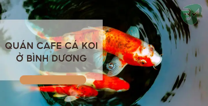 Cafe Cá Koi Ở Bình Dương