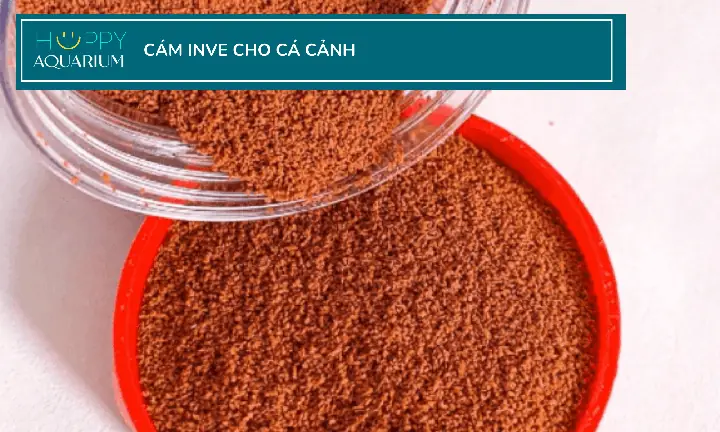 Cám Cho Cá Cảnh