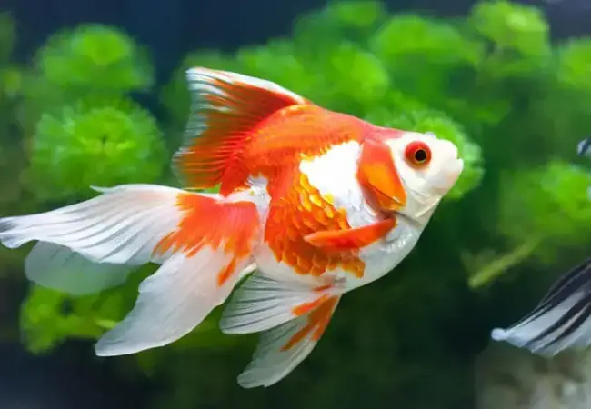 Cẩm Nang Nuôi Cá Betta