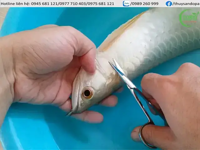 Cắt Mang Cá Rồng