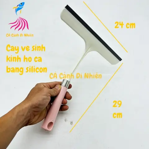 Cây Lau Kiếng Hồ Cá