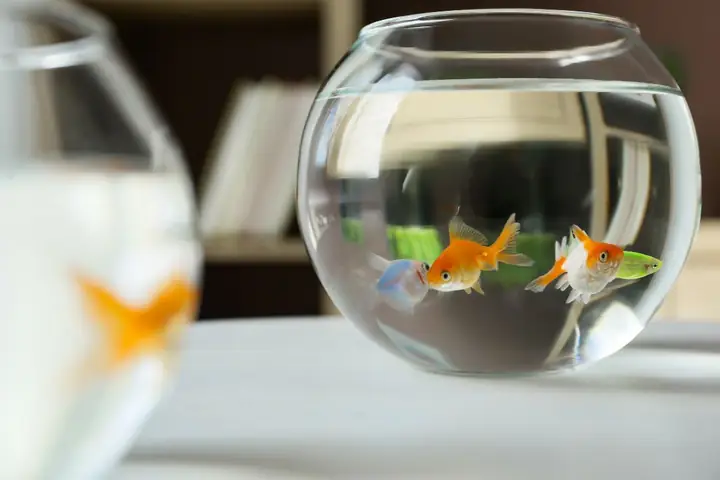 Chậu Nuôi Cá Thủy Tinh