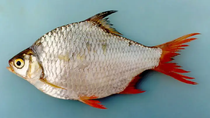 Chi Cá He Đỏ