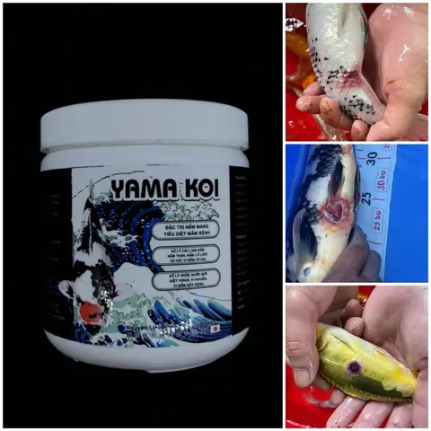 Chi Phí Thức Ăn Cho Cá Koi