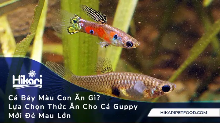 Cho Cá Ăn Gì Mau Lớn