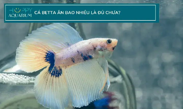 Cho Cá Betta Ăn Muỗi