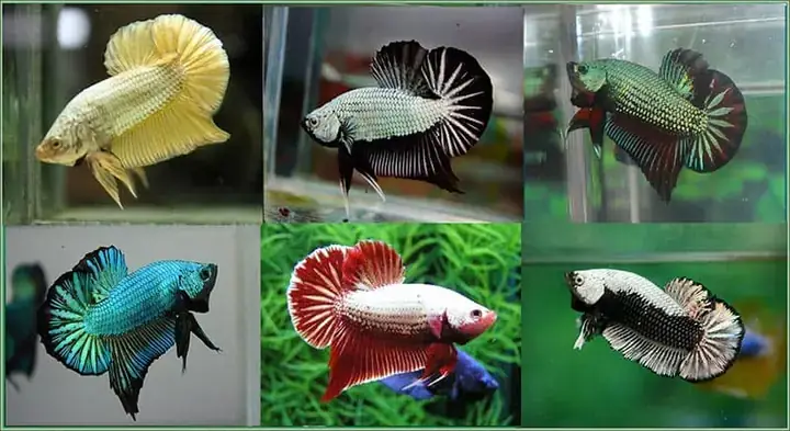 Chợ Cá Betta Tphcm