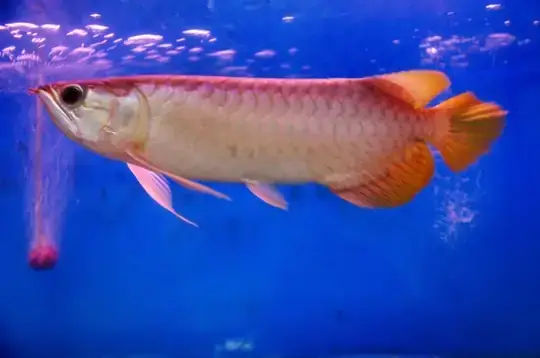 Chợ Cá Cảnh Nguyễn Thông