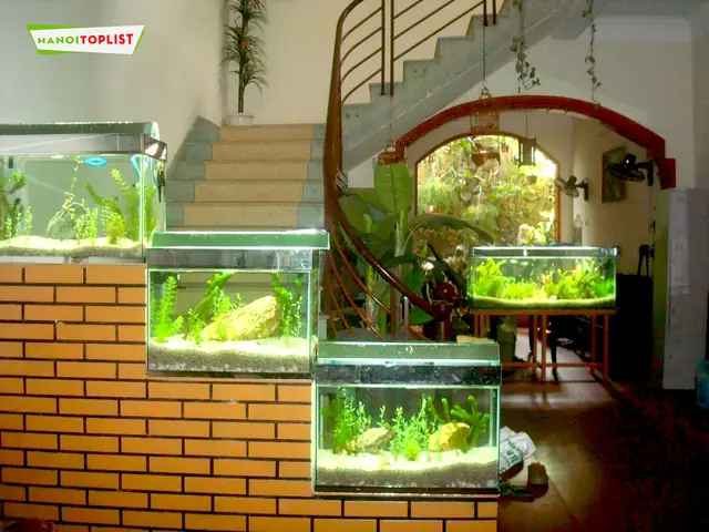 Chợ Cá Cảnh Rẻ Nhất Hà Nội