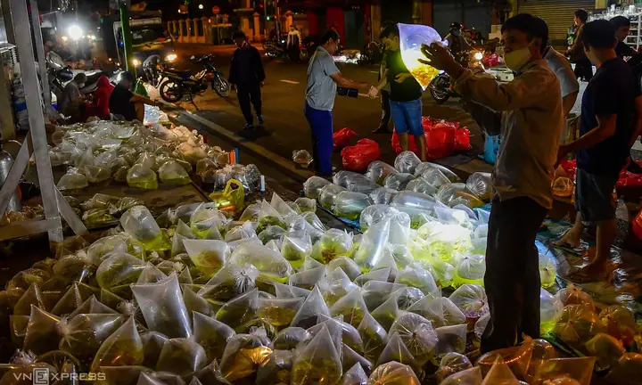 Chợ Cá Cảnh Trường Chinh