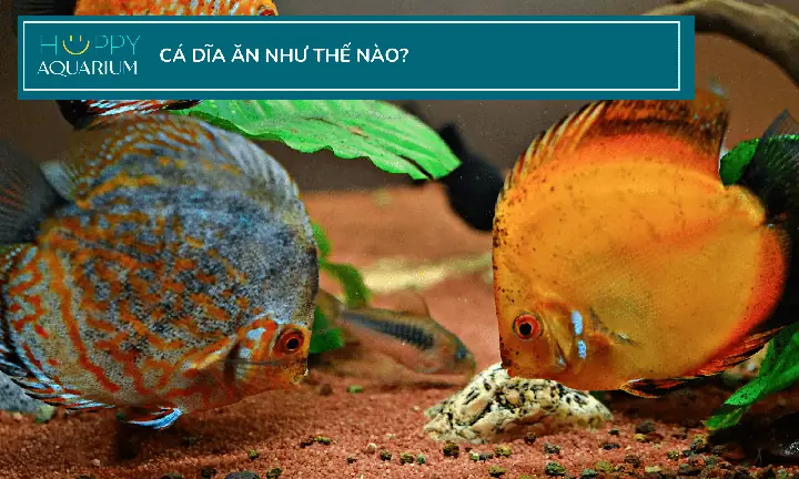 Cho Cá Đĩa Ăn Như Thế Nào