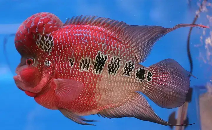 Chợ Cá La Hán