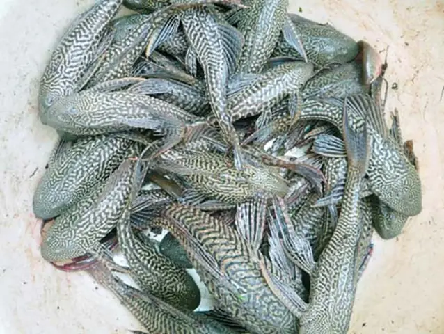 Cho Cá Lau Kiếng Ăn Gì