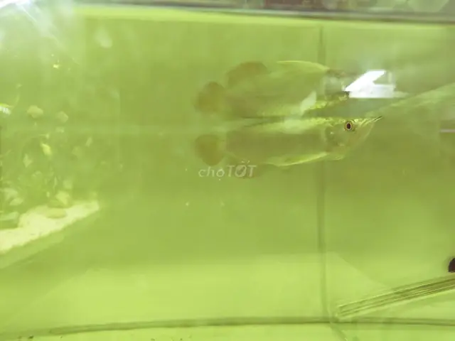 Cho Tốt Cá Rồng Hà Nội