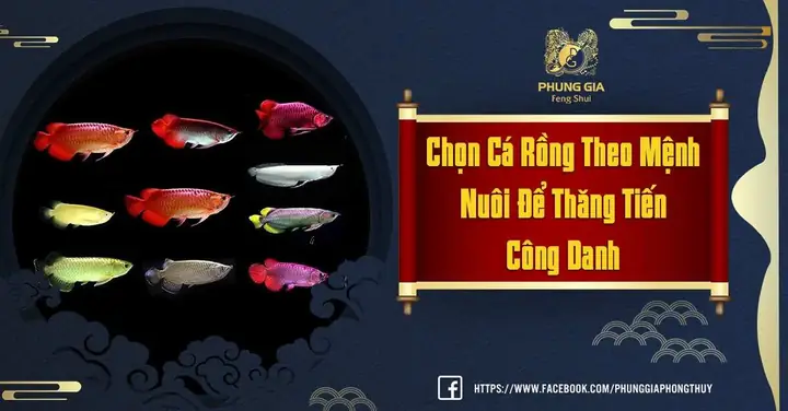 Chọn Cá Rồng Theo Mệnh