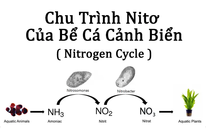 Chu Trình Nito Trong Bể Cá