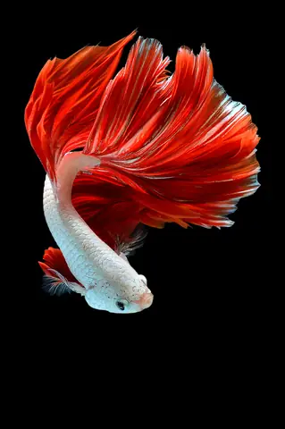 Chụp Ảnh Cá Betta Đẹp