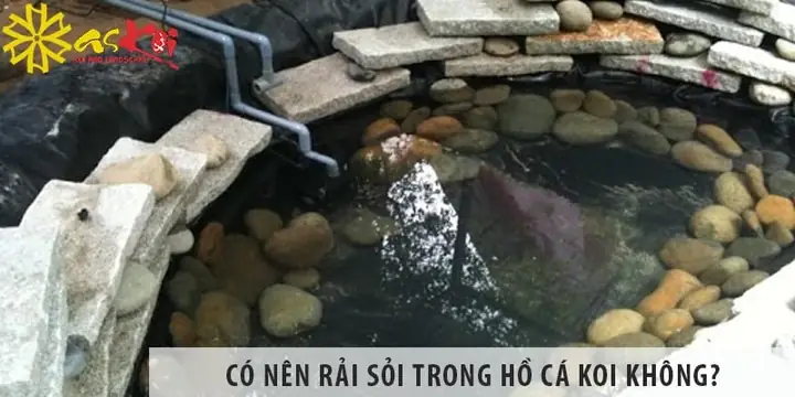 Có Nên Rải Sỏi Trong Hồ Cá