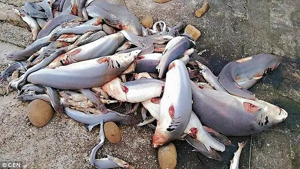 Con Cá Mập Nhỏ