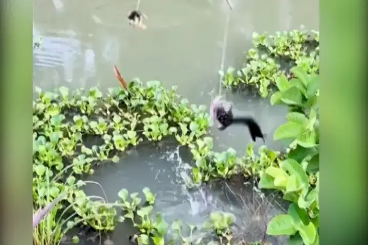 Con Nước Câu Cá Ngát