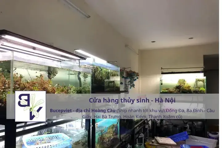 Cửa Hàng Bán Cá Bảy Màu Ở Hà Nội