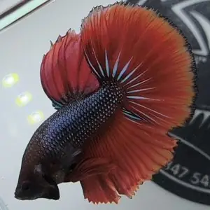 Cửa Hàng Bán Cá Betta Tphcm