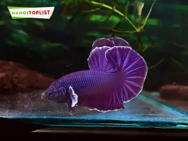 Cửa Hàng Cá Betta Tại Hà Nội