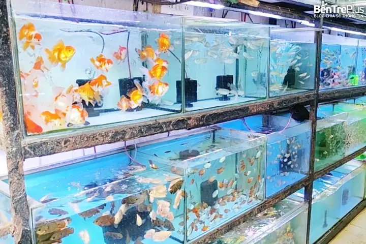 Cửa Hàng Cá Cảnh Bến Tre
